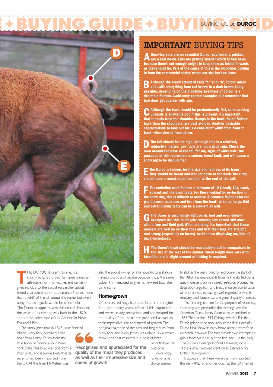 Practical Pigs Preview Pages