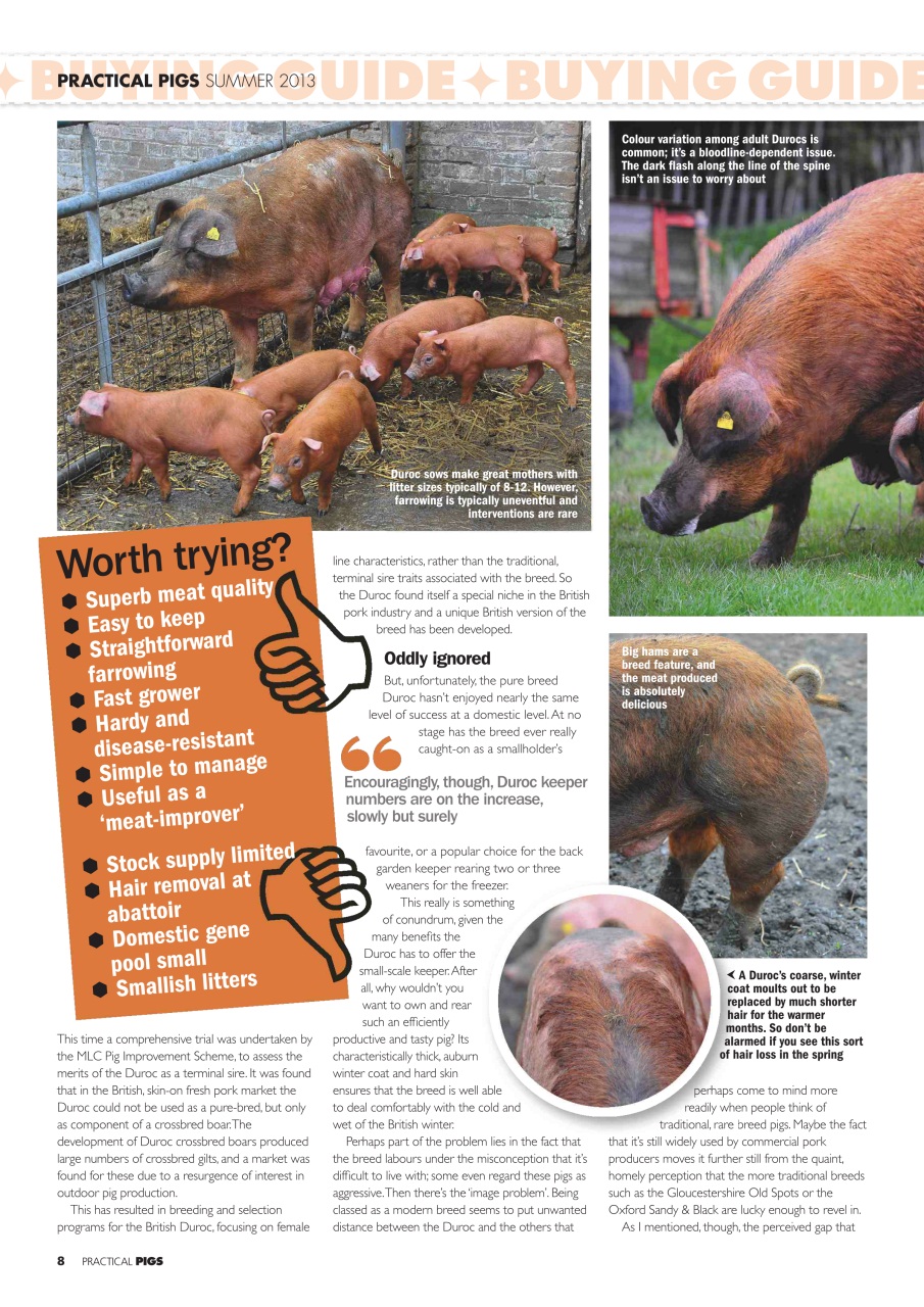 Practical Pigs Preview Pages