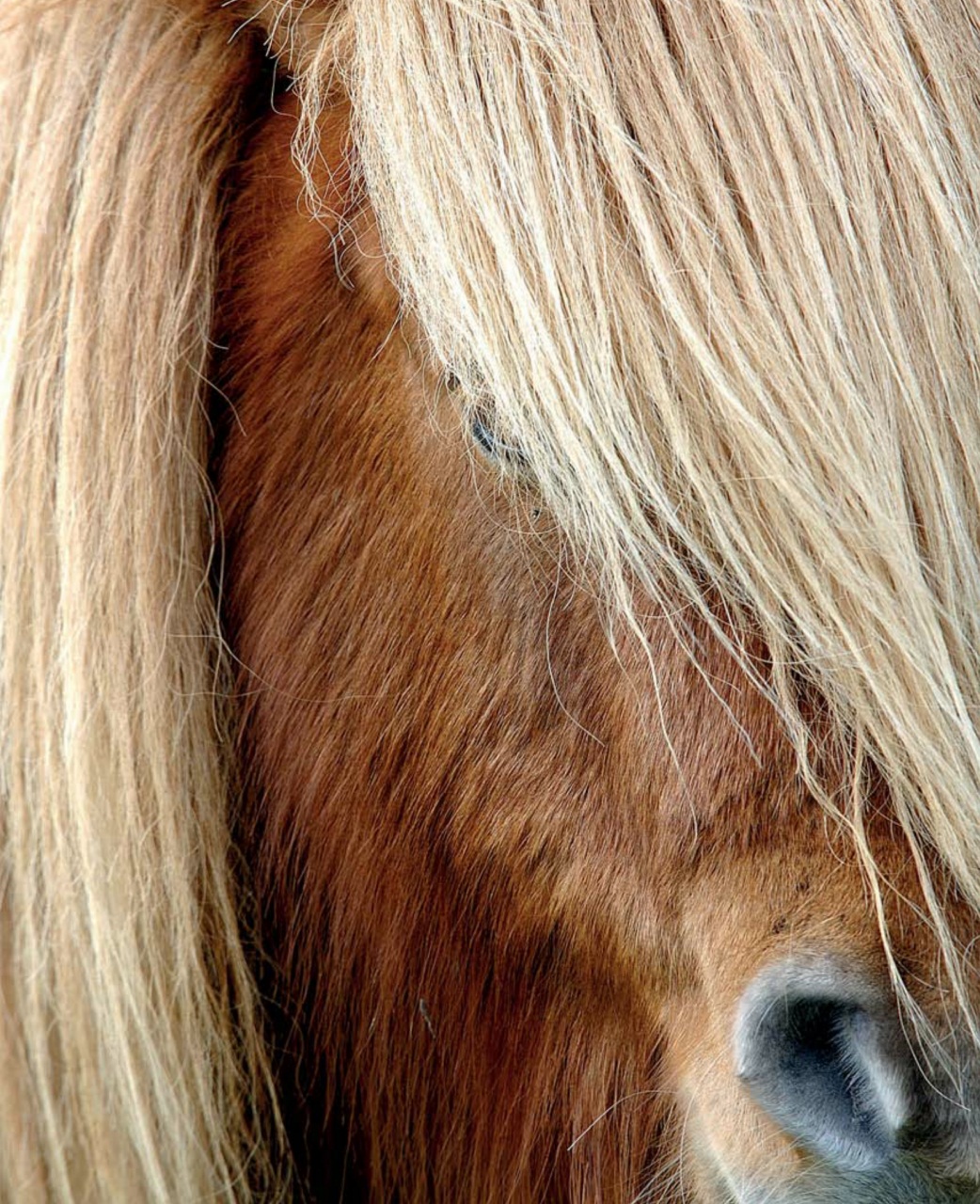 Black+White Photography Preview Pages