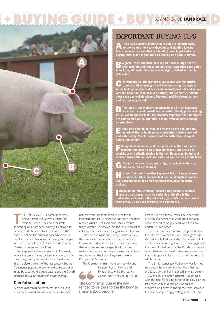 Practical Pigs Preview Pages
