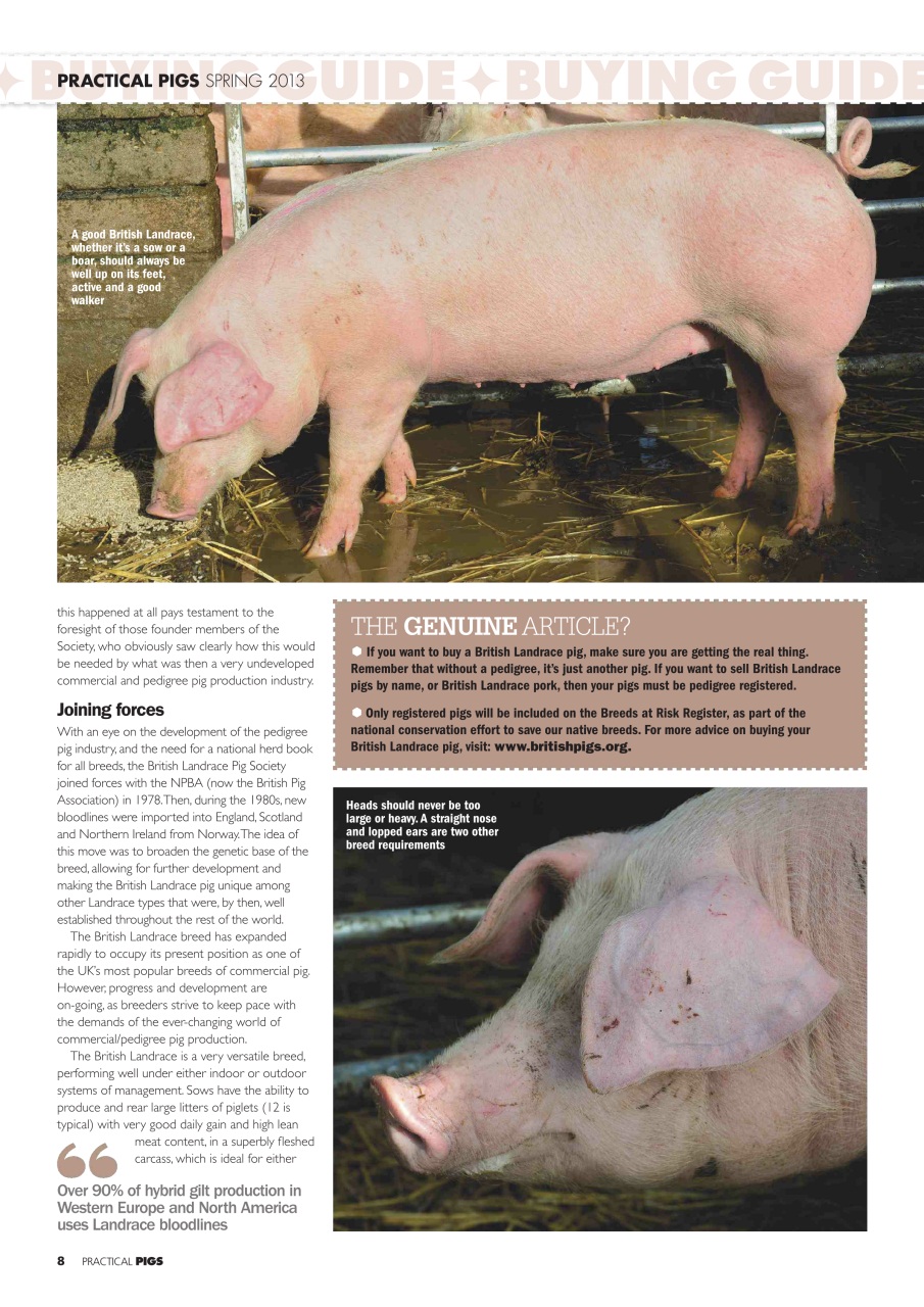 Practical Pigs Preview Pages