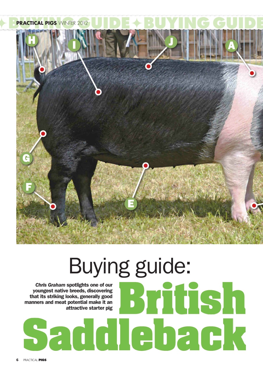 Practical Pigs Preview Pages