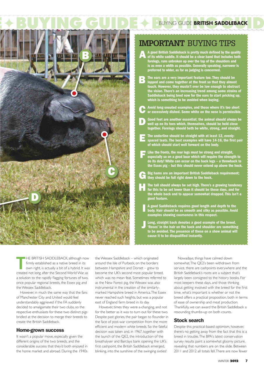 Practical Pigs Preview Pages