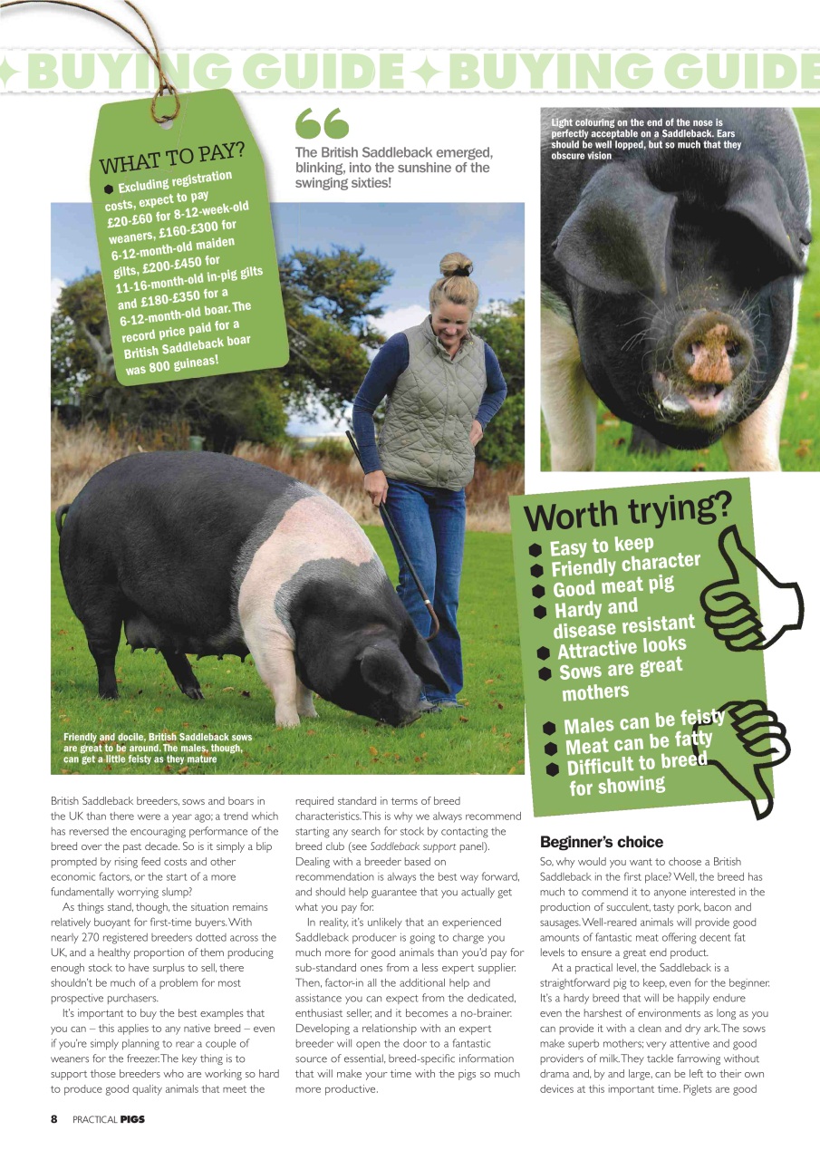 Practical Pigs Preview Pages