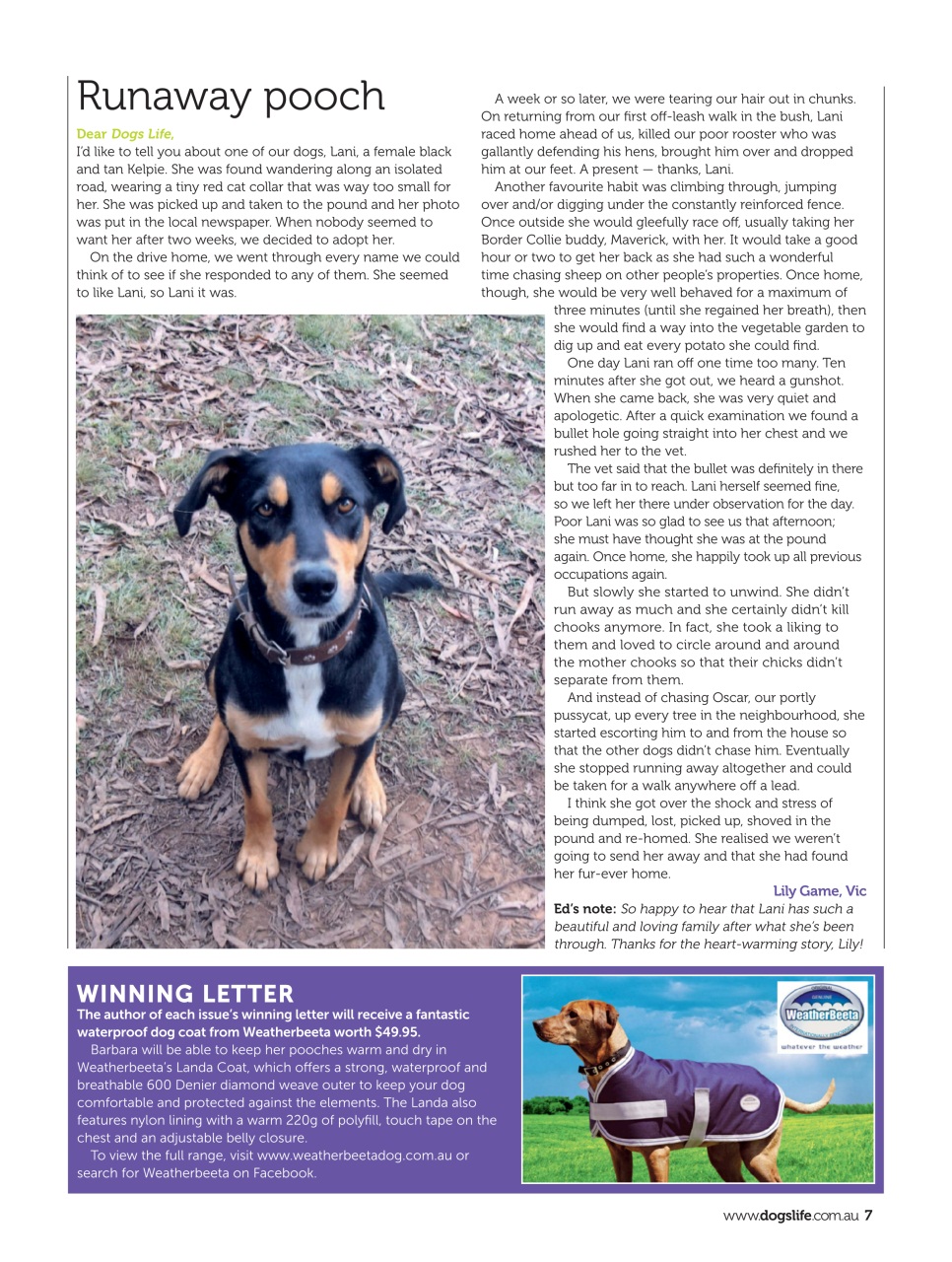 Dogs Life Preview Pages