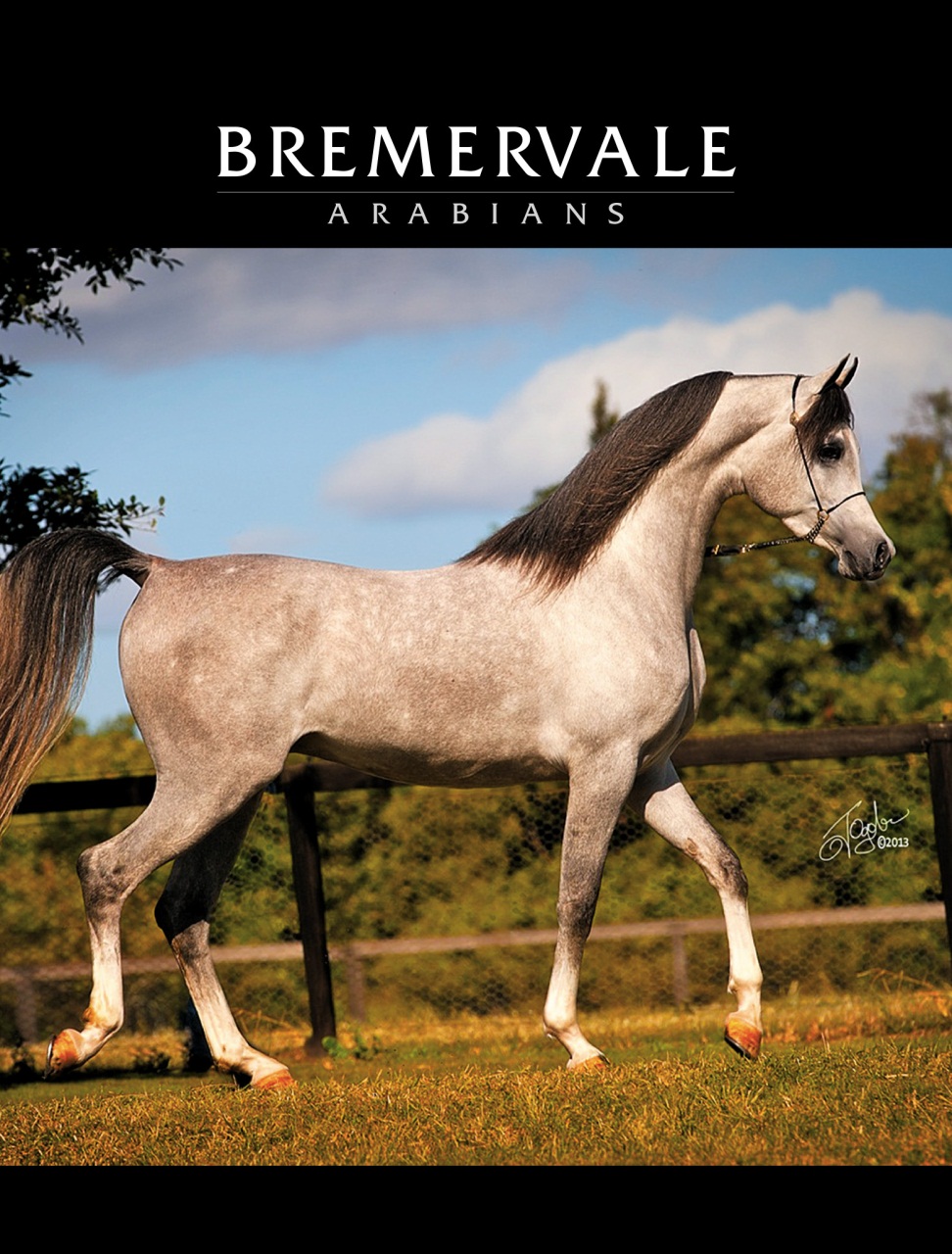 Arabian Studs & Stallions Preview Pages