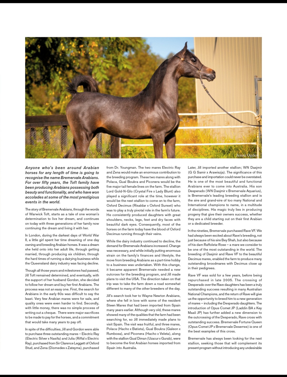 Arabian Studs & Stallions Preview Pages