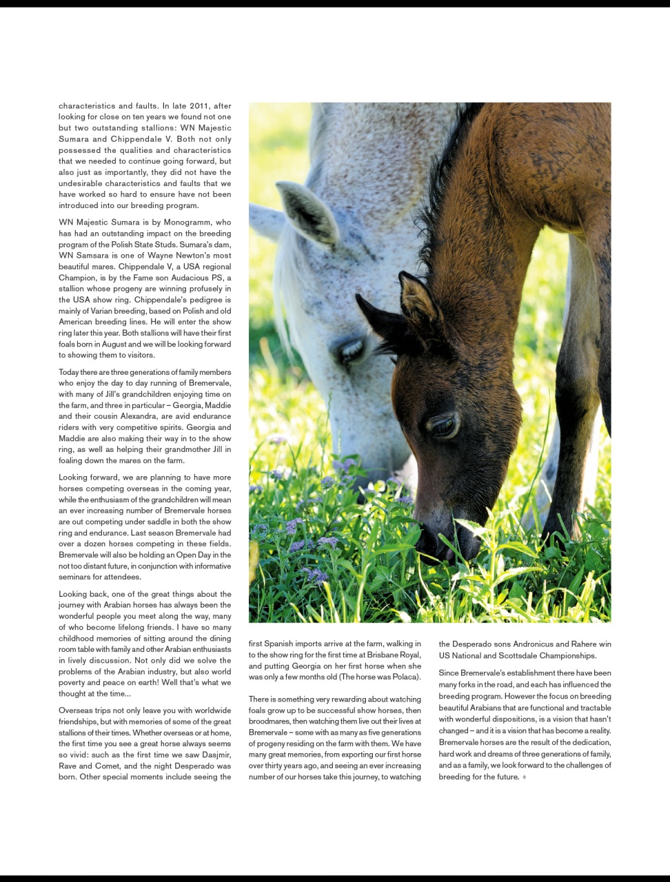 Arabian Studs & Stallions Preview Pages