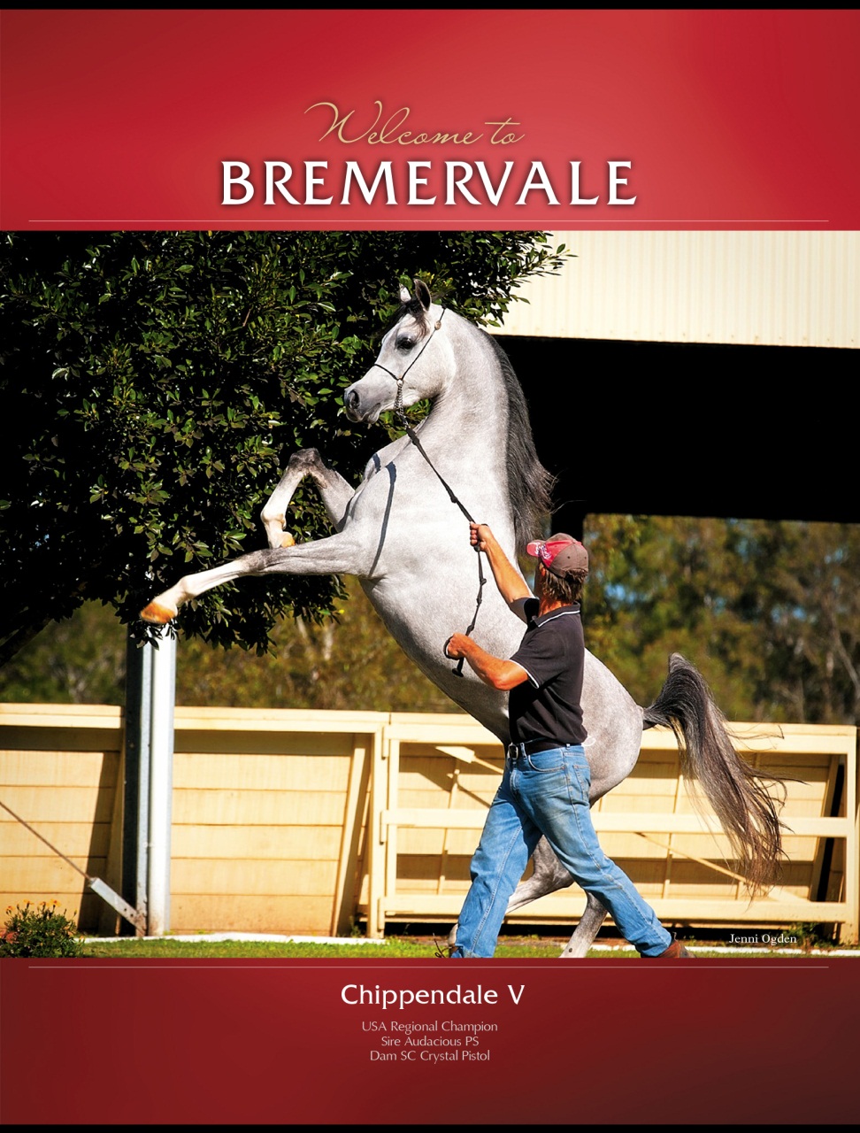 Arabian Studs & Stallions Preview Pages