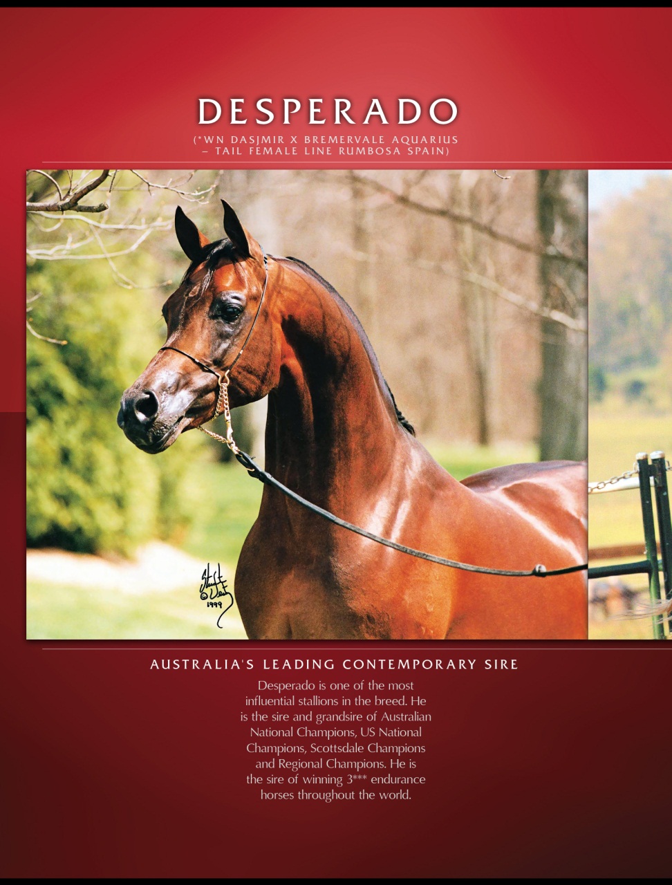 Arabian Studs & Stallions Preview Pages