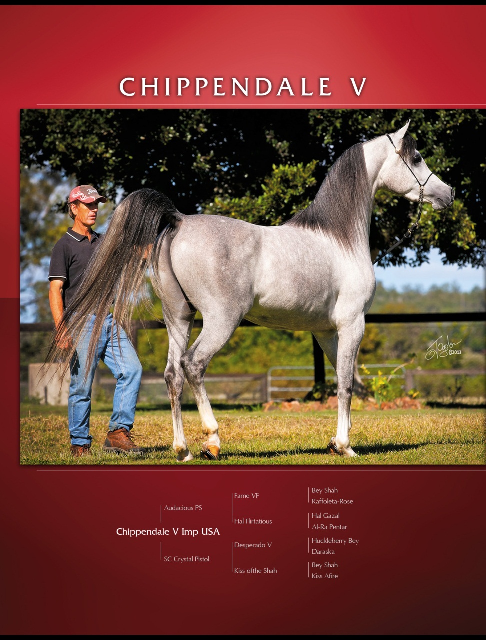 Arabian Studs & Stallions Preview Pages
