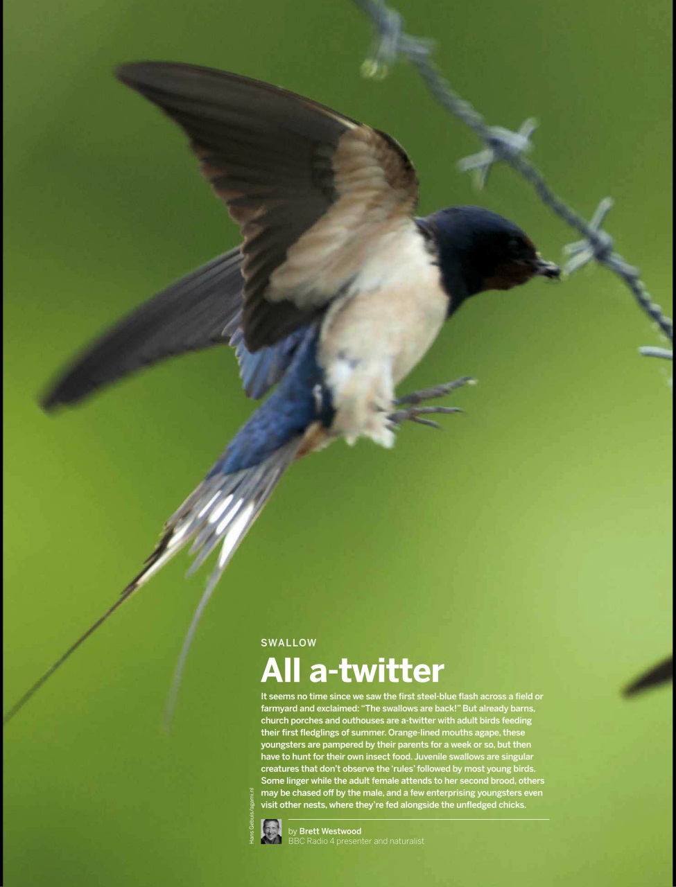 BBC Wildlife Magazine Preview Pages