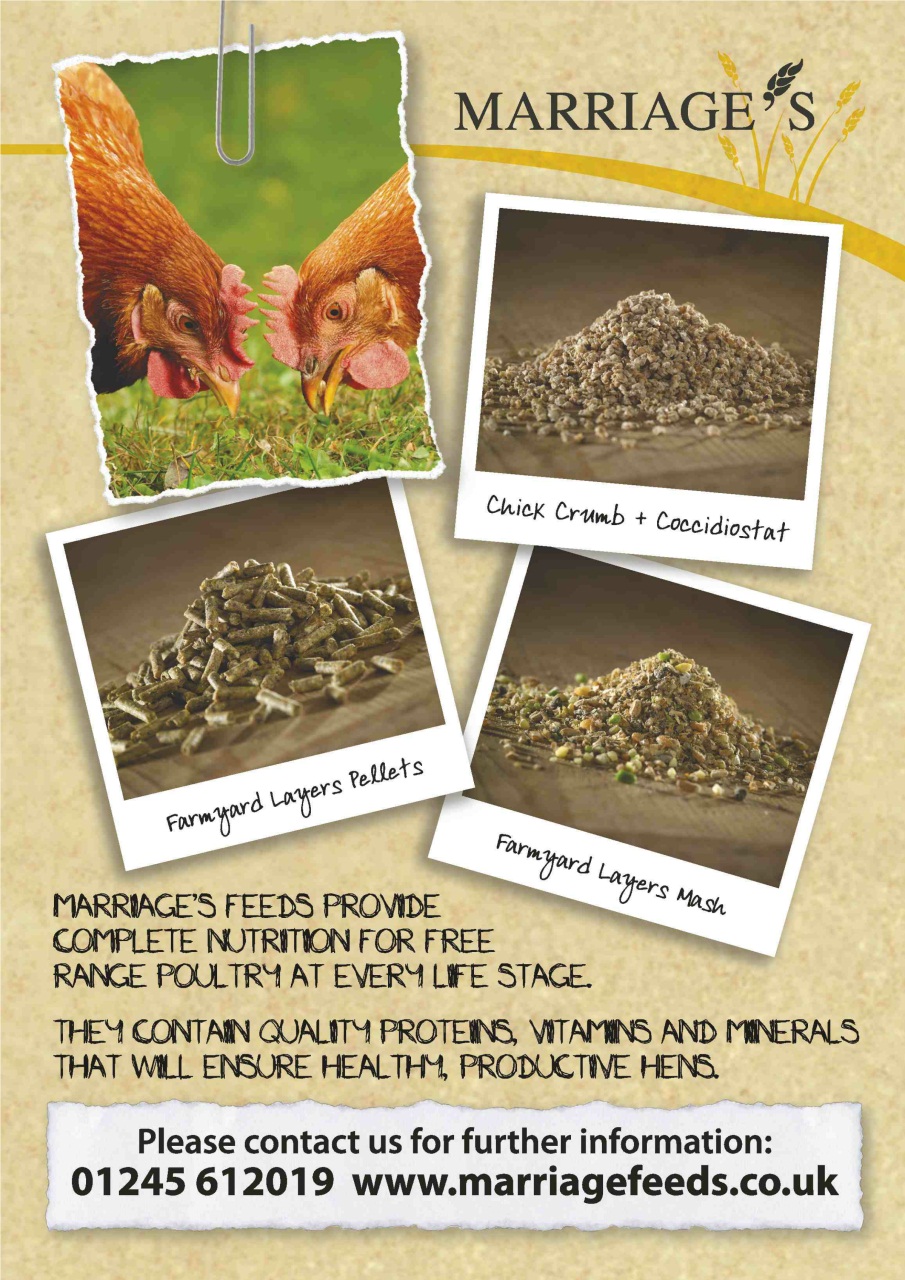 Practical Poultry Preview Pages
