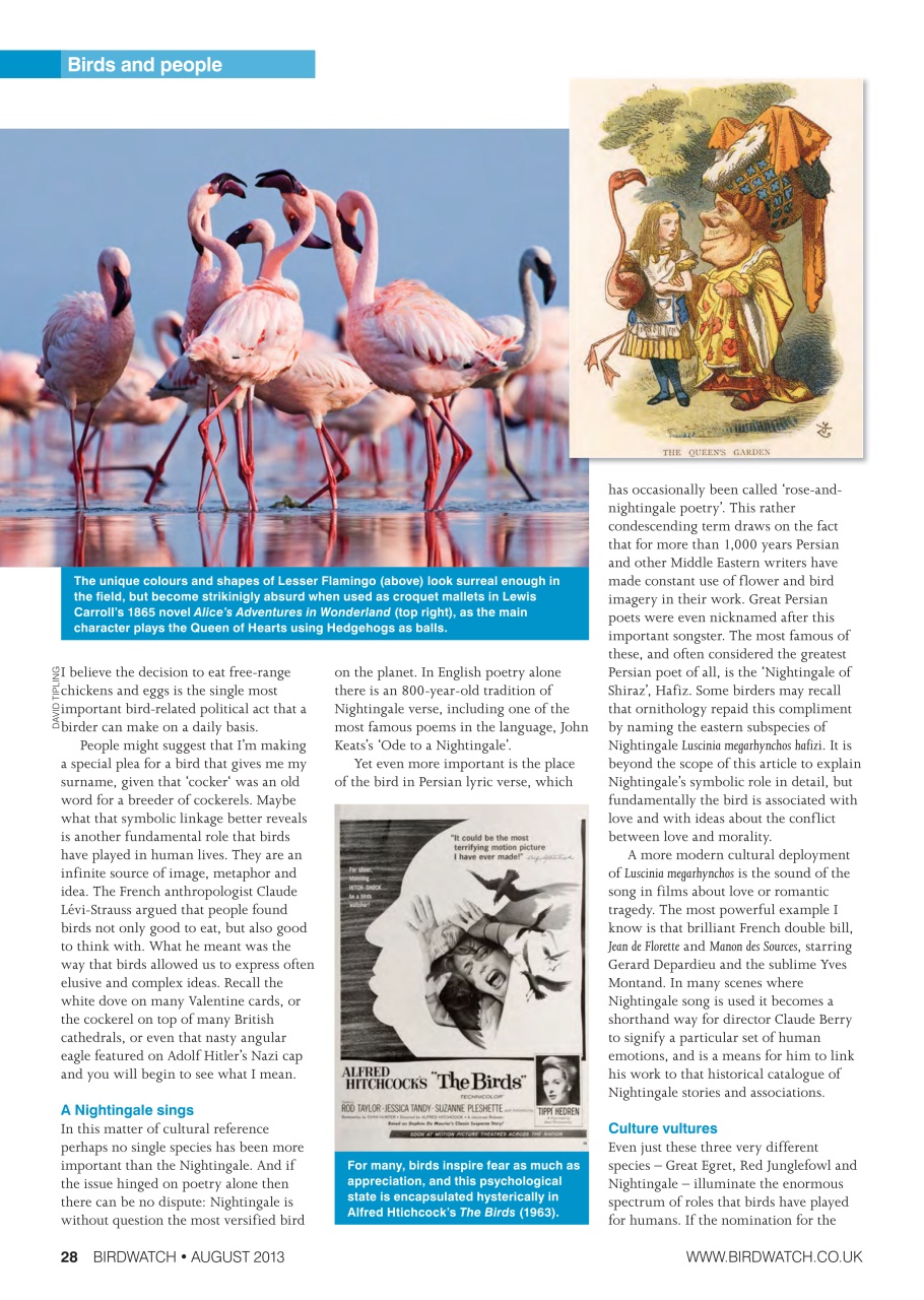 Birdwatch Magazine Preview Pages