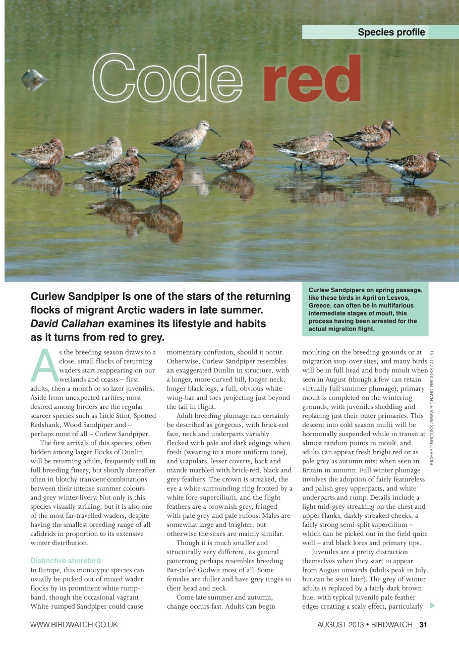 Birdwatch Magazine Preview Pages