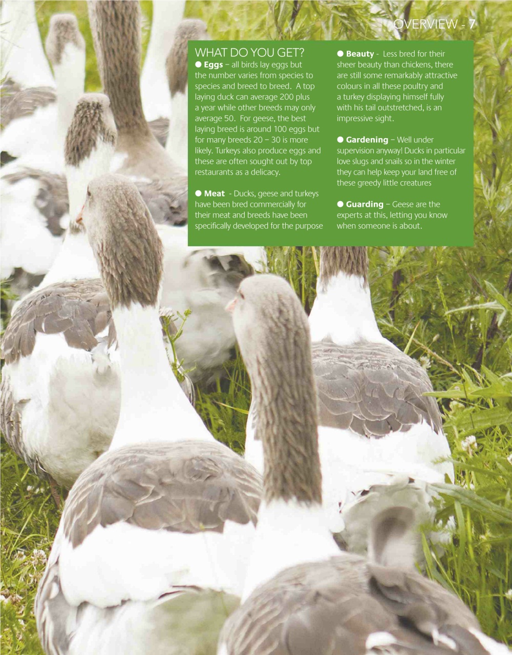 Practical Poultry Preview Pages