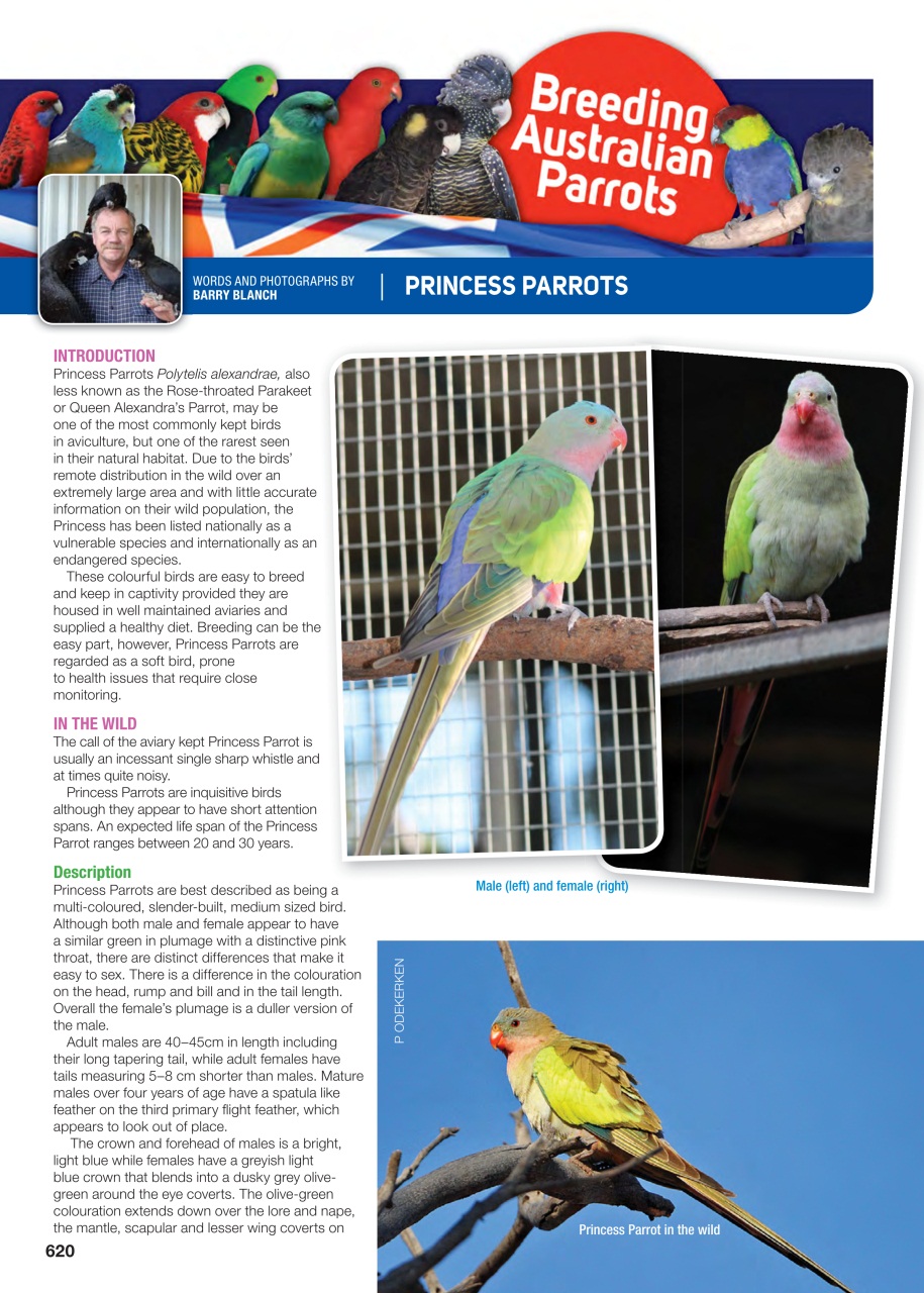 Australian Birdkeeper Magazine Preview Pages