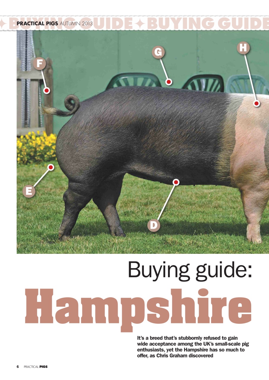 Practical Pigs Preview Pages