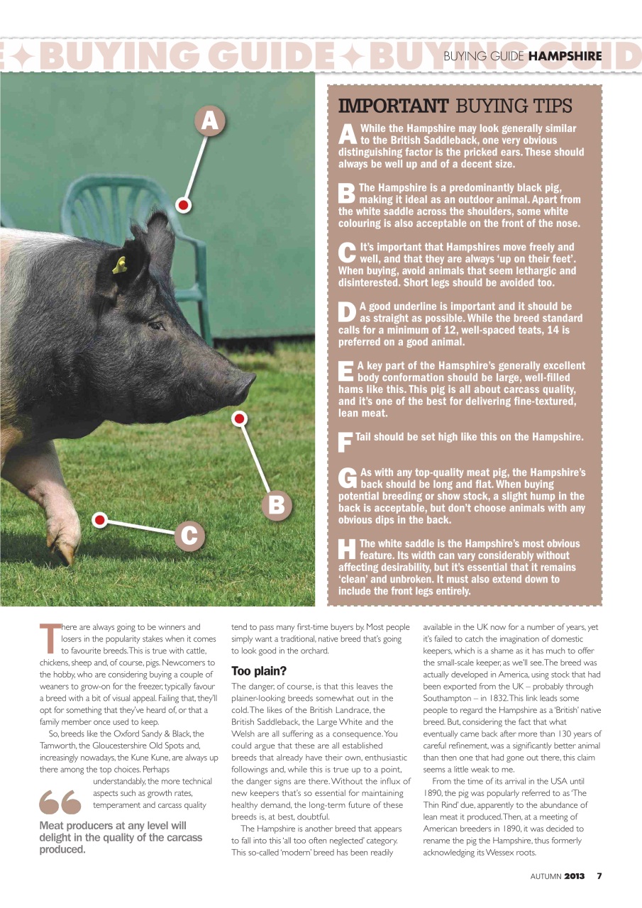 Practical Pigs Preview Pages