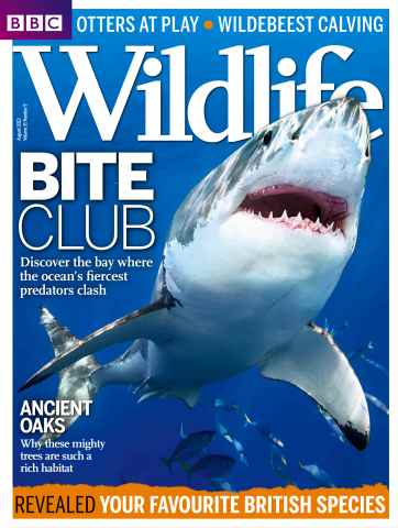 BBC Wildlife Magazine issue August 2013