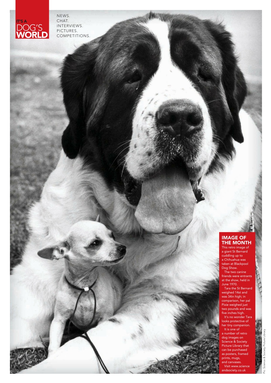 Your Dog Preview Pages