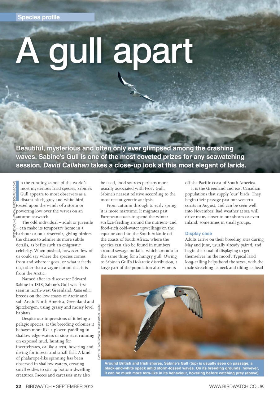Birdwatch Magazine Preview Pages