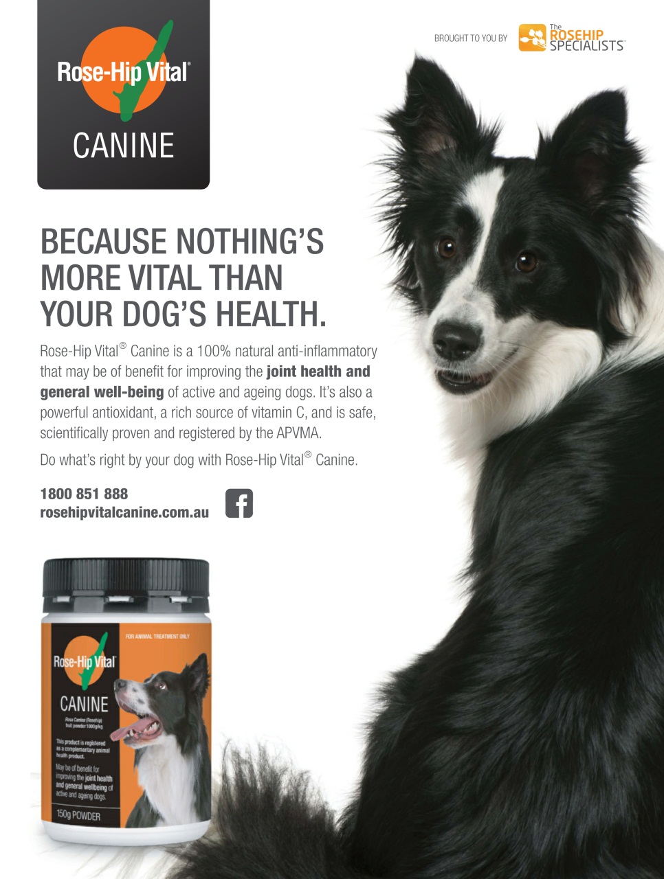 Dogs Life Preview Pages