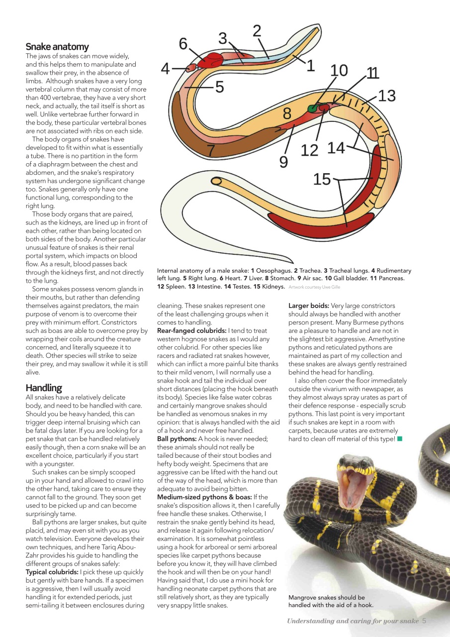 Practical Reptile Keeping Preview Pages