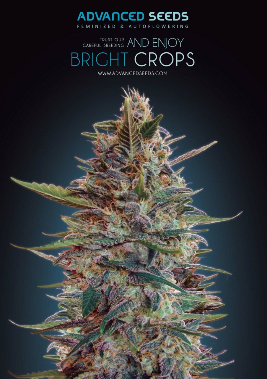 Weed World Preview Pages