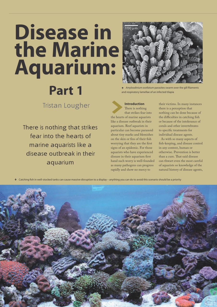 UltraMarine Magazine Preview Pages