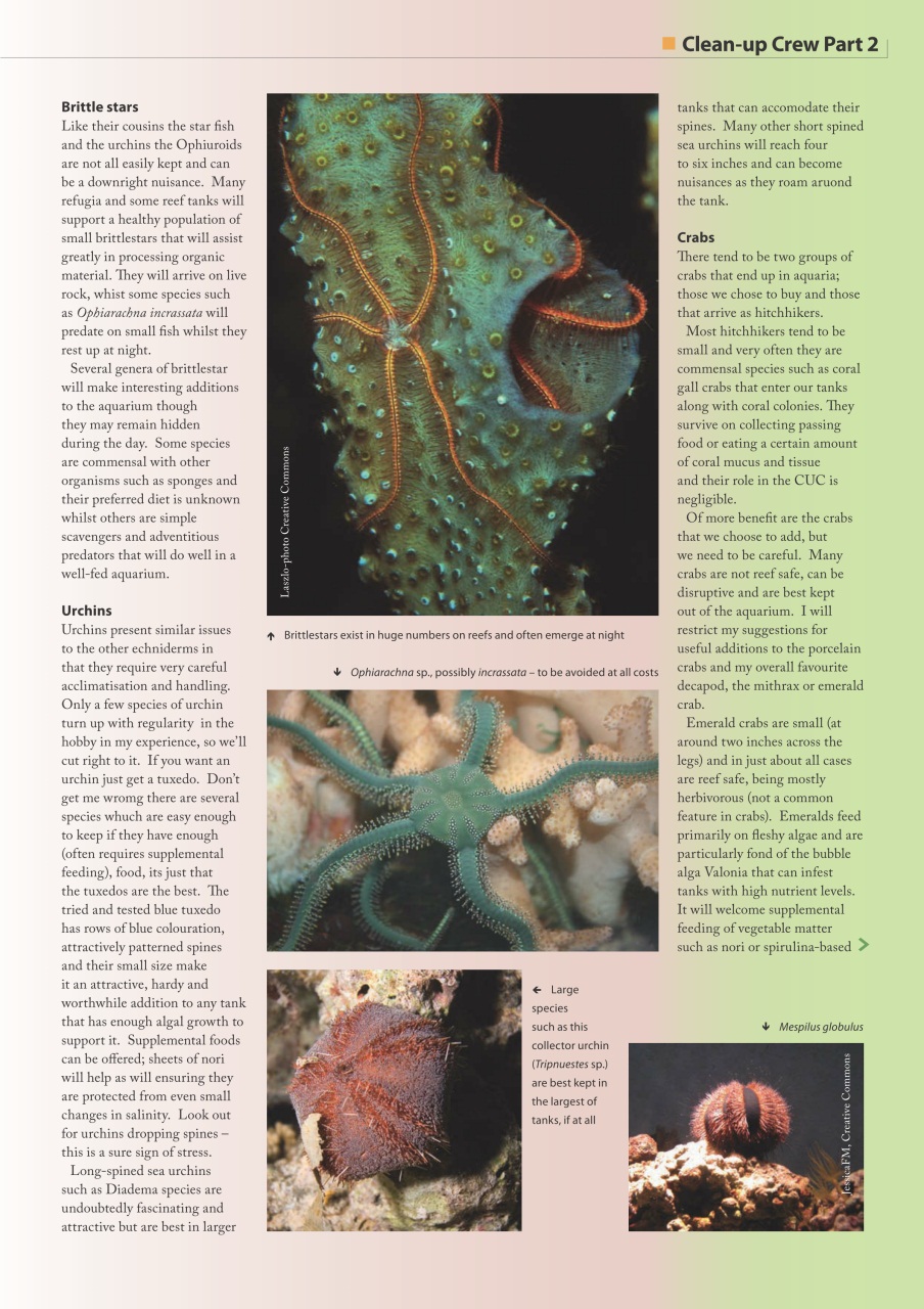 UltraMarine Magazine Preview Pages