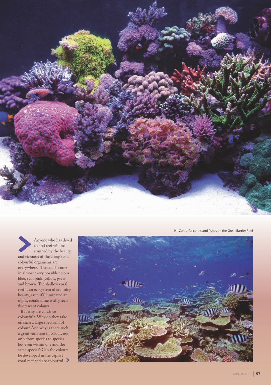 UltraMarine Magazine Preview Pages