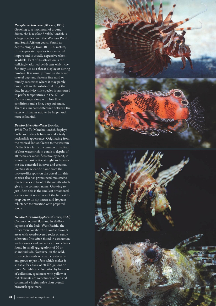 UltraMarine Magazine Preview Pages