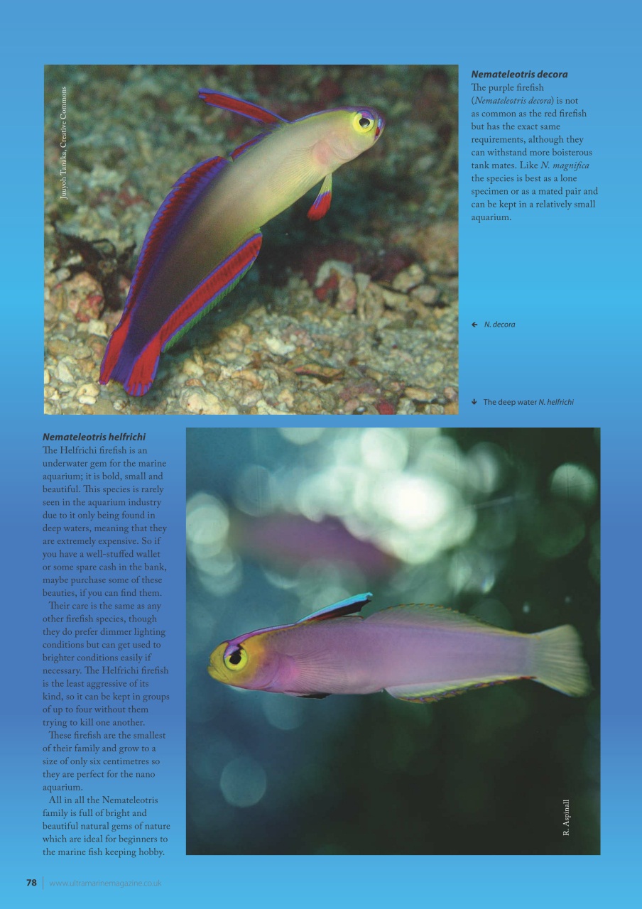 UltraMarine Magazine Preview Pages