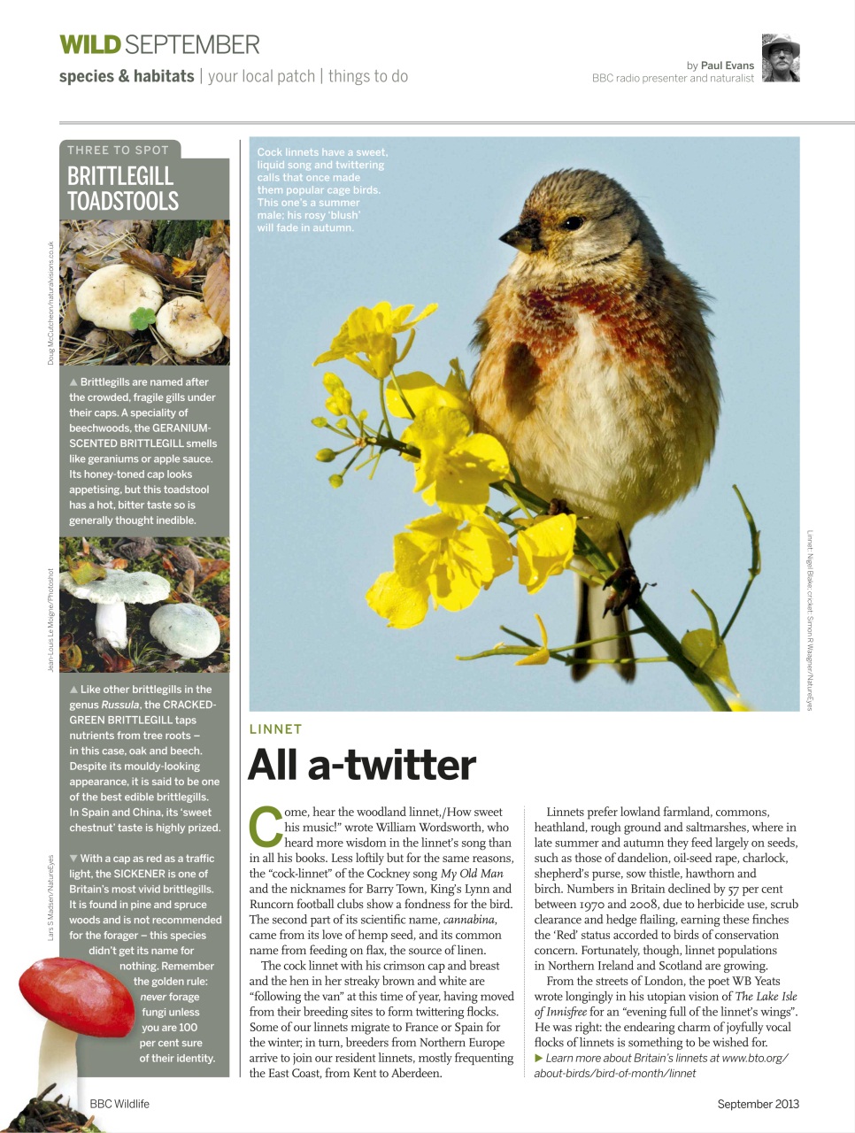 BBC Wildlife Magazine Preview Pages