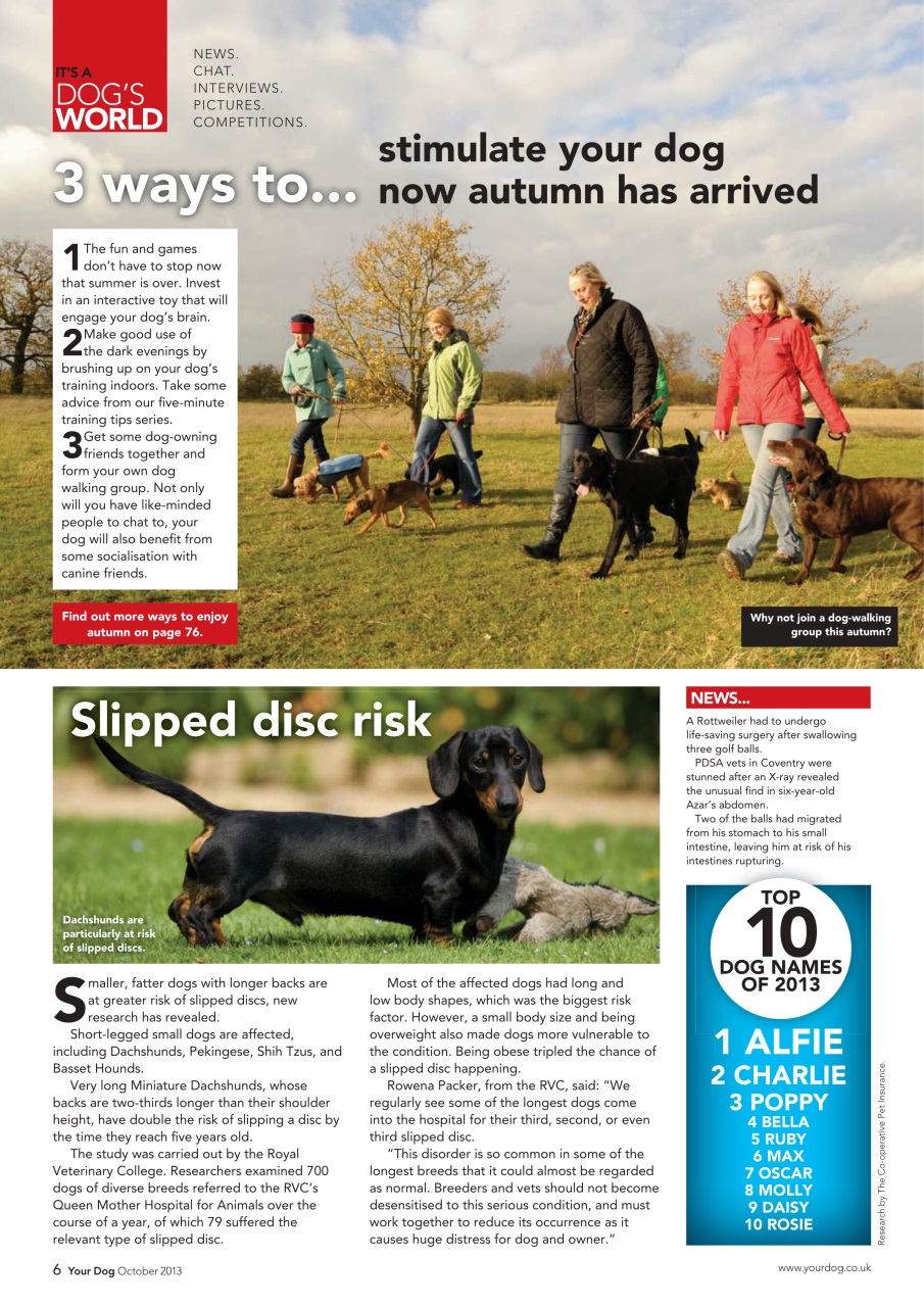 Your Dog Preview Pages