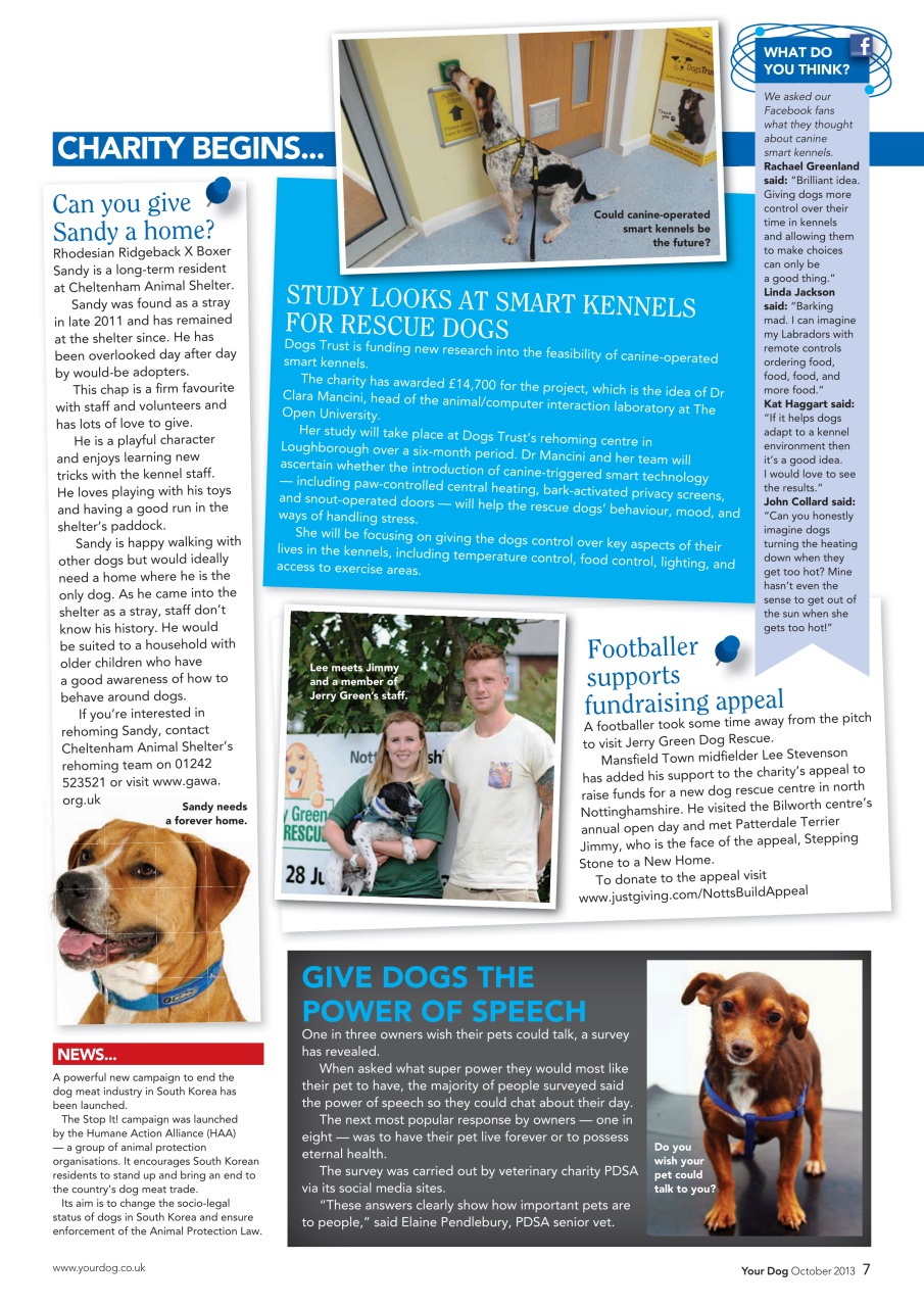 Your Dog Preview Pages