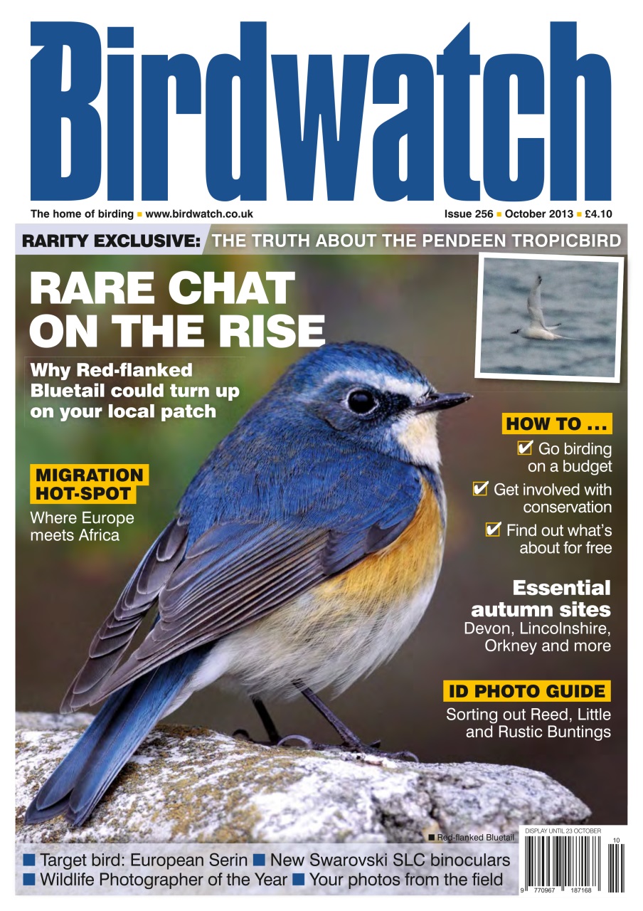 Birdwatch Magazine Preview Pages