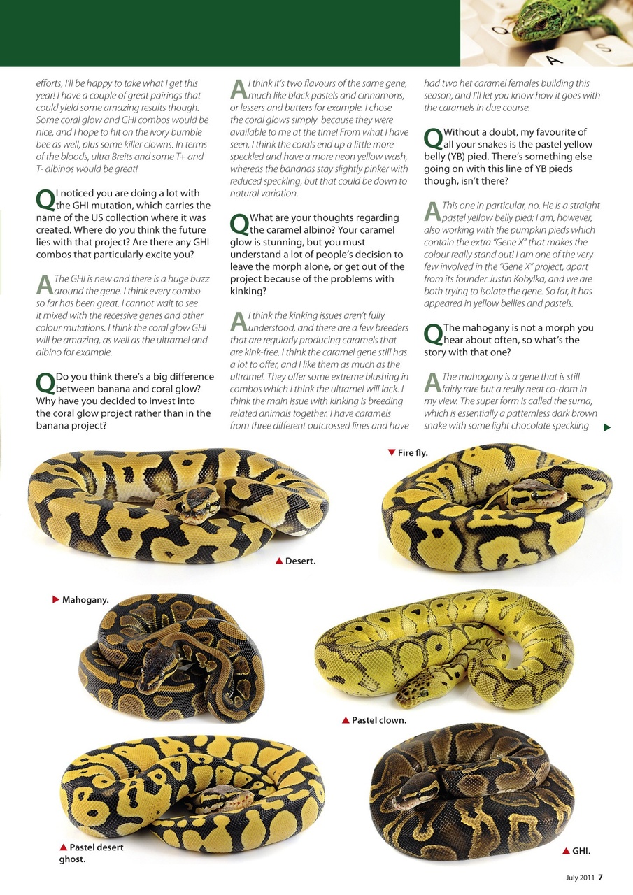 Practical Reptile Keeping Preview Pages
