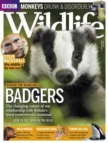 BBC Wildlife Magazine issue October 2013