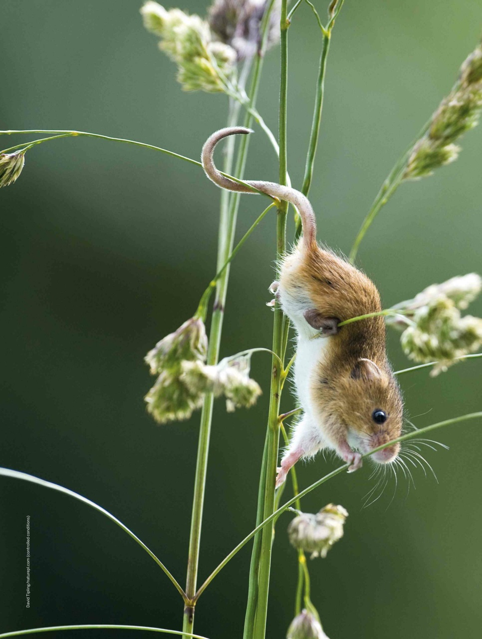 BBC Wildlife Magazine Preview Pages