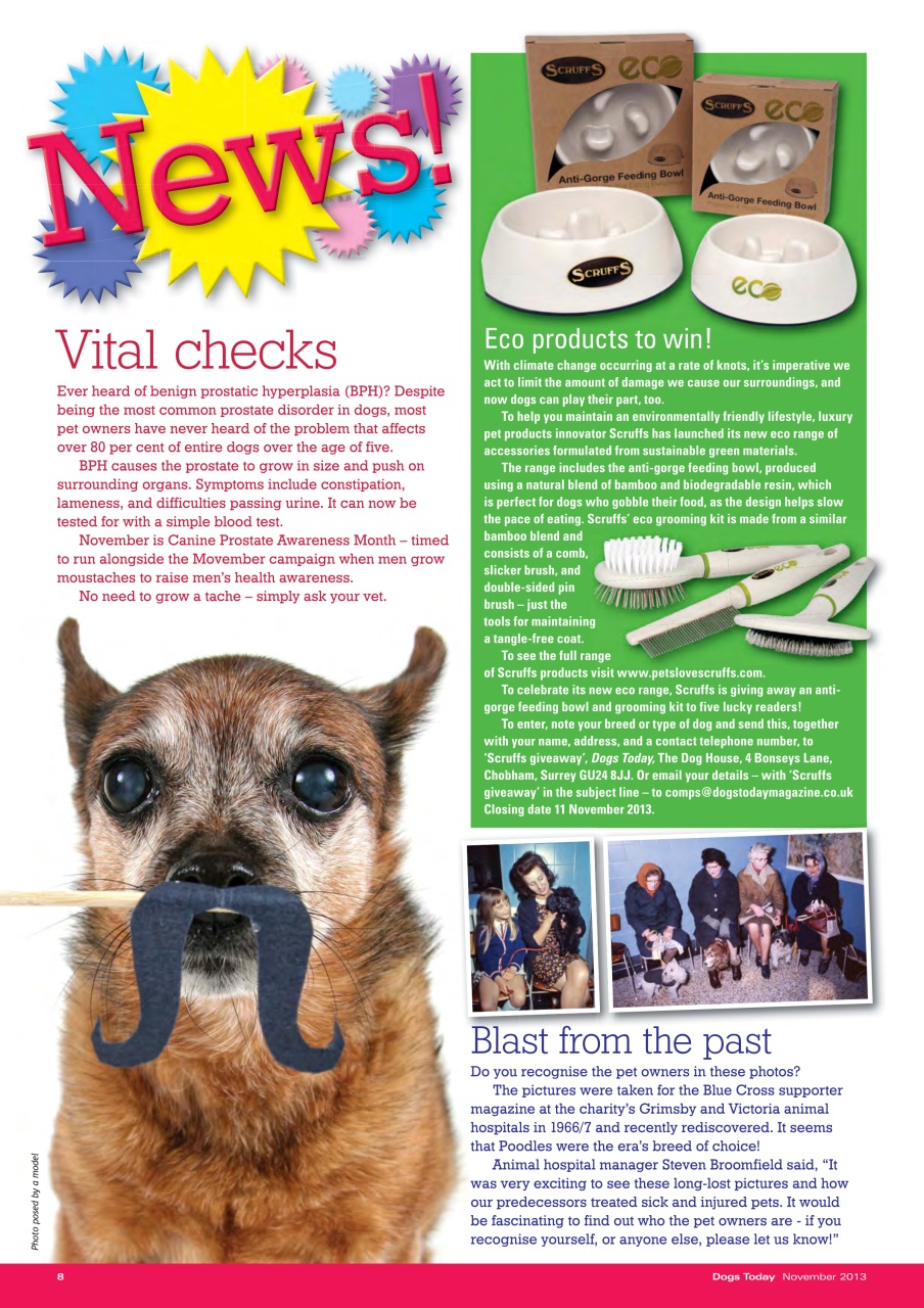 Dogs Today Magazine Preview Pages