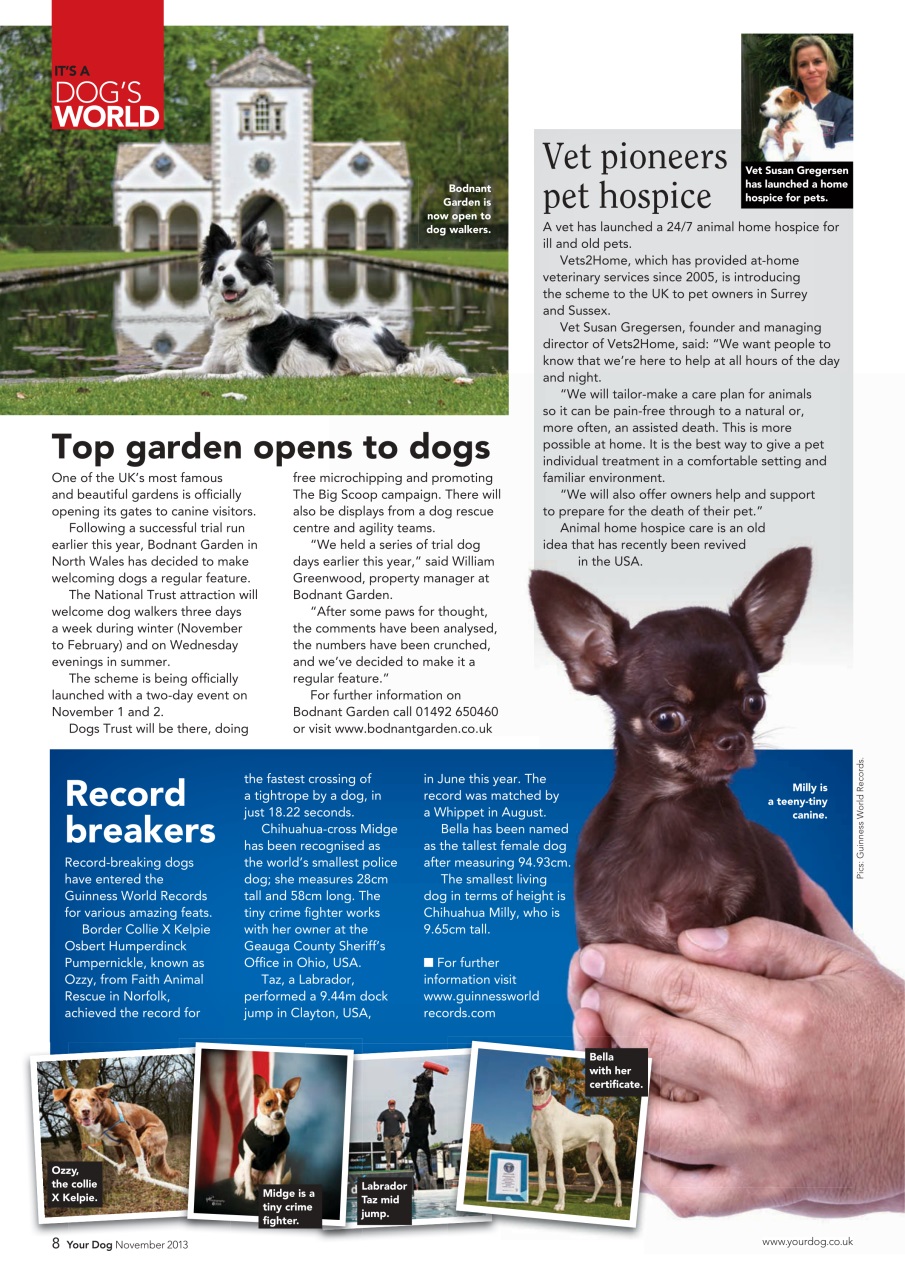 Your Dog Preview Pages
