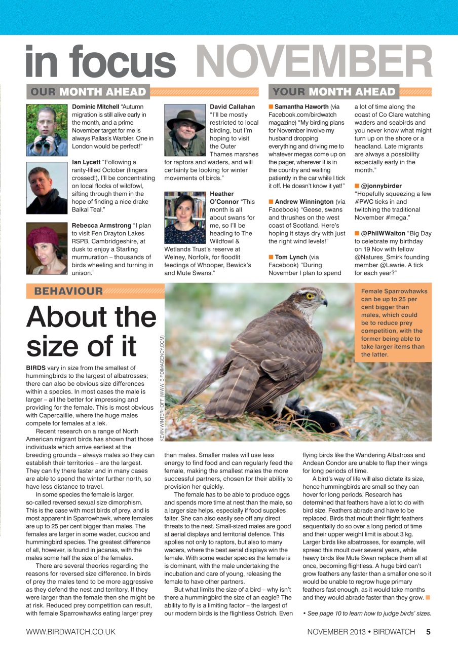 Birdwatch Magazine Preview Pages