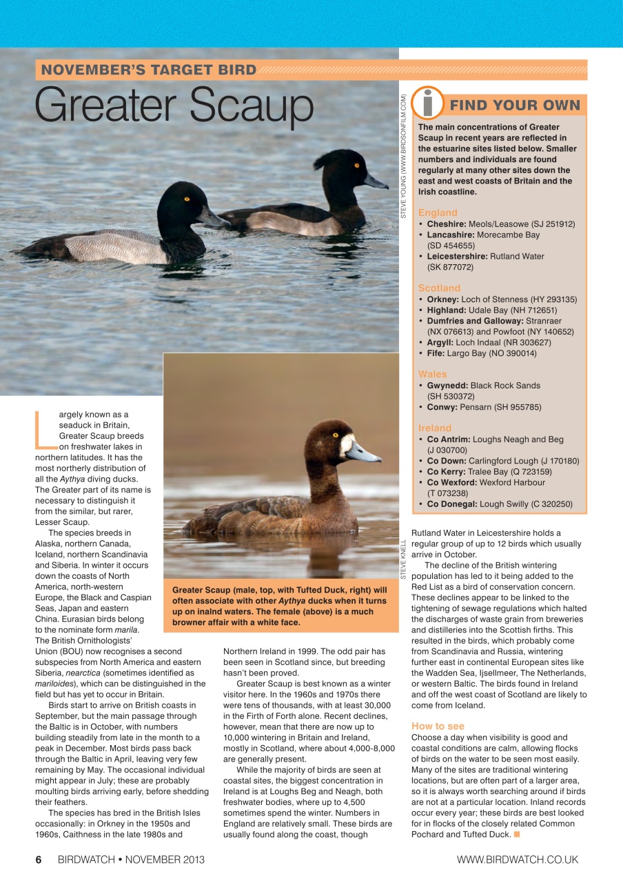 Birdwatch Magazine Preview Pages