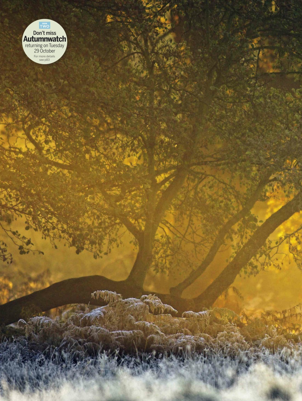 BBC Wildlife Magazine Preview Pages