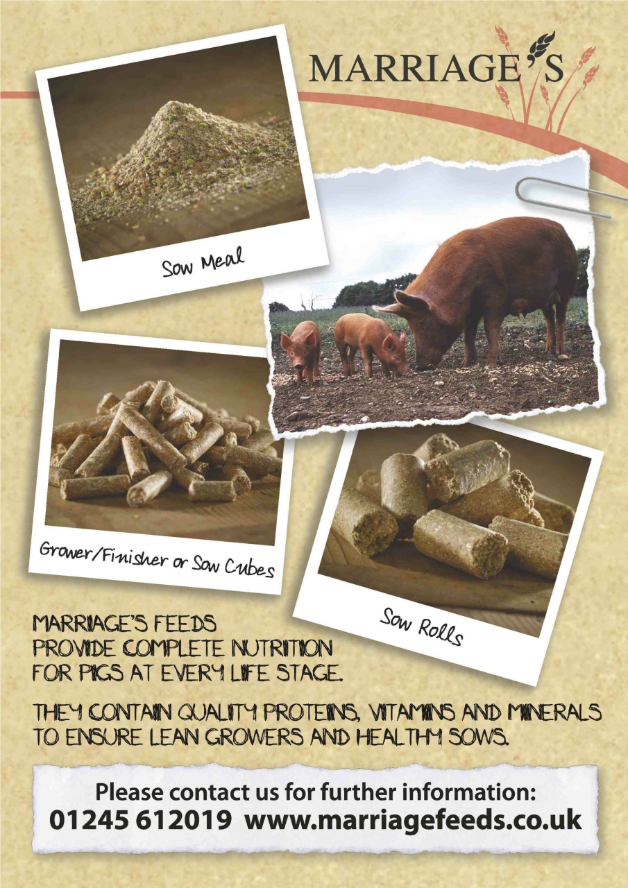 Practical Pigs Preview Pages