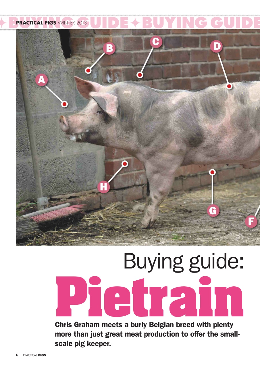 Practical Pigs Preview Pages