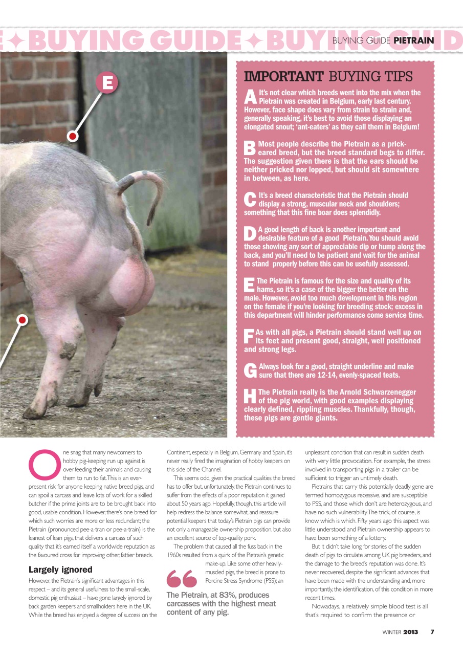 Practical Pigs Preview Pages