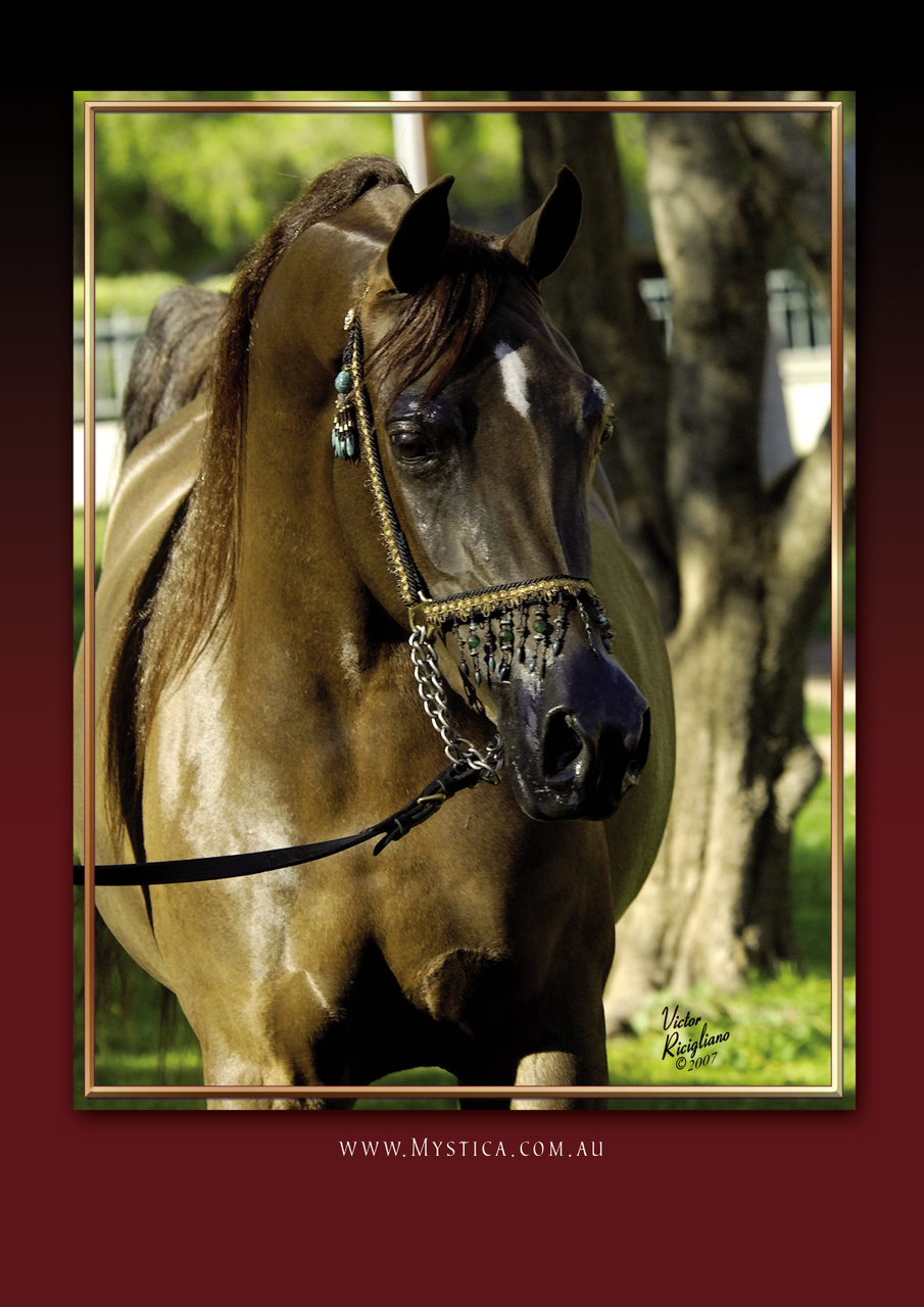 Australian Arabian Horse News Preview Pages